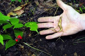 Ginseng’s roots intertwine with West Virginia's history and culture